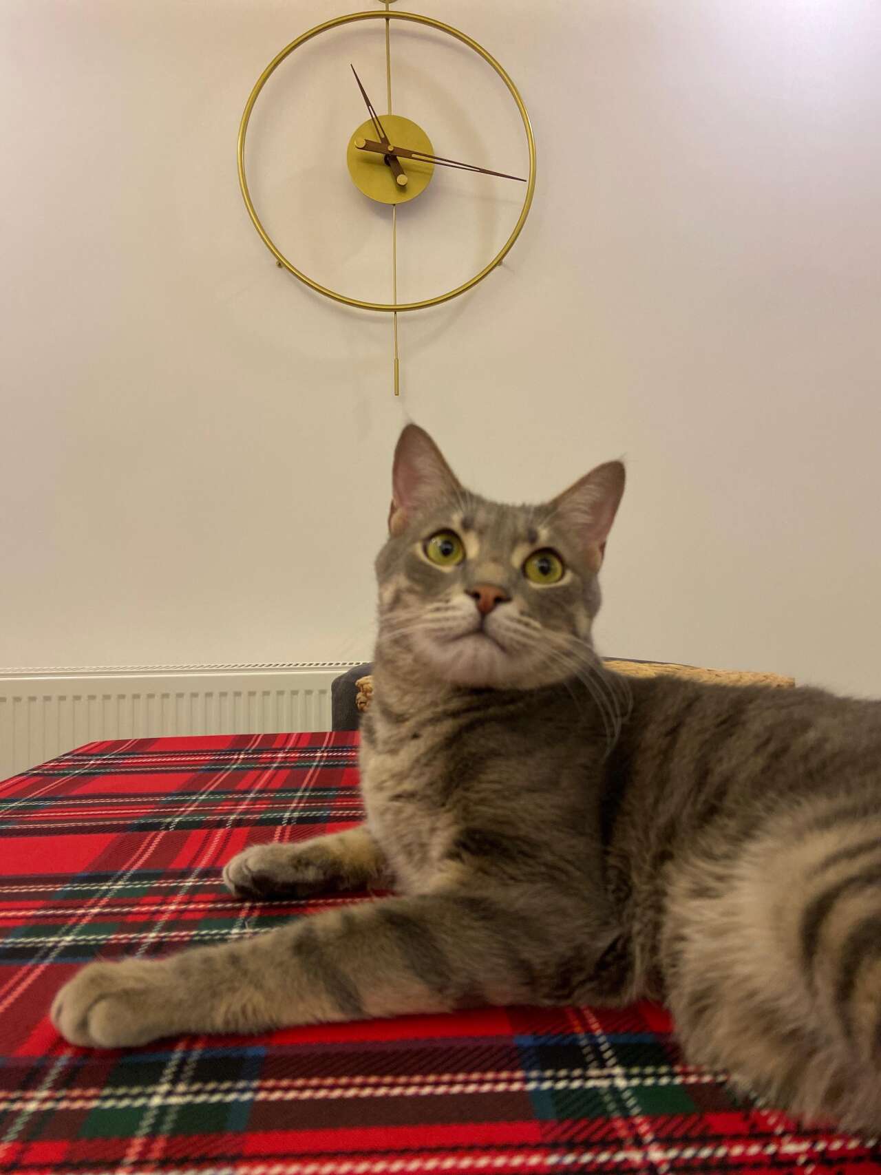 Menteşe’de Kayıp Kedi İçin 20 Bin TL Ödül Verilecek 1